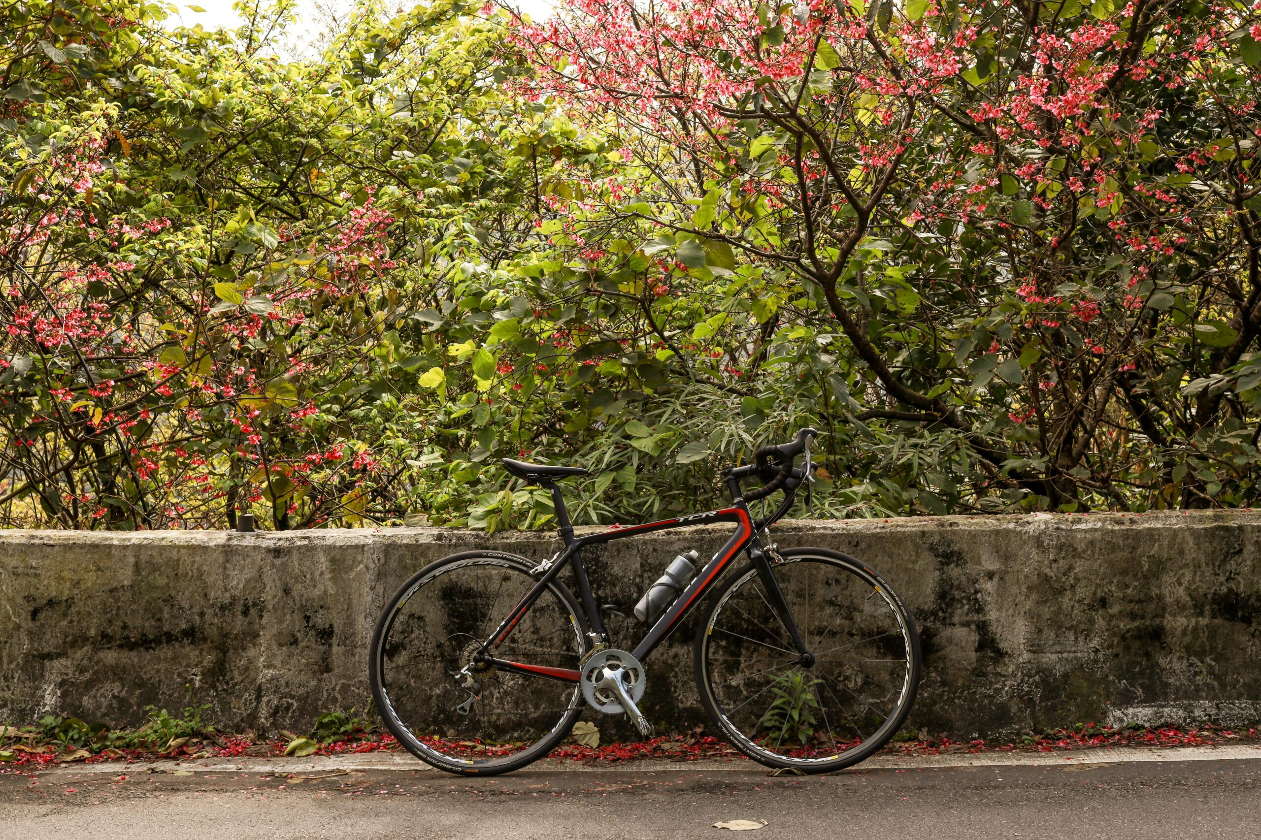 A sleek road bike parked on a path next to colorful flowering trees in Taipei, Taiwan.